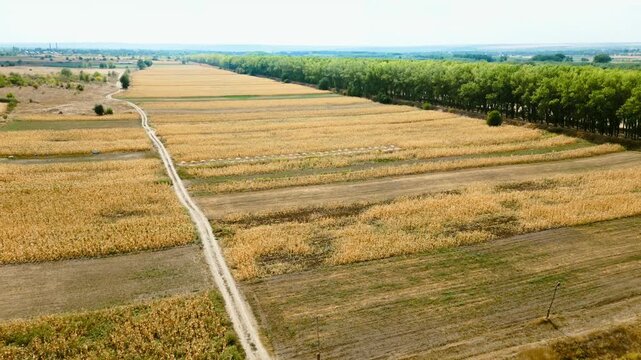 Panoramic drone shot of the beautiful yellow agricultural fields on a sunny day bordered by a dense green treeline.