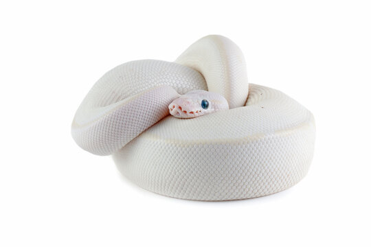 Leucistoc ball python isolated on white background, White ball python on white  background, Blue-eyed leucistic python close-up on isolated background
