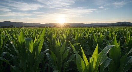 Golden hour over cornfield a serene agricultural landscape with mountains and a beautiful sunset in the background