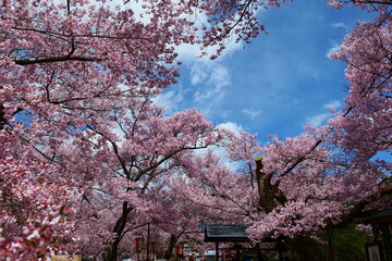 高遠城址公園の桜。伊那、長野、日本。4月中旬。