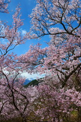 高遠城址公園の桜。伊那、長野、日本。4月中旬。