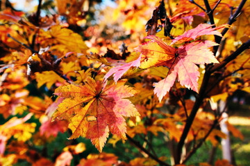 Vibrant Red and Orange Maple Leaf in Autumn Sunlight. Colorful Fall Foliage Background with Golden Seasonal Nature Texture and Shallow Depth of Field