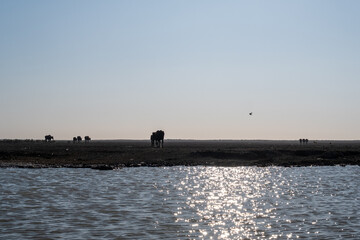 Panoramic view of Chibayish wetlands with livestock and traditional
