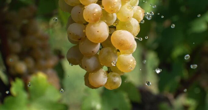 Slow Motion Close-up of ripe white grapes still on the vine being splashed by raindrops and illuminated by soft natural daylight in a vineyard at 1000 fps.