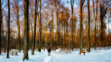 Ein Eisb&auml;r lauert  im winterlichen Klosterwald Loccum einem Elch und drei Rentieren auf