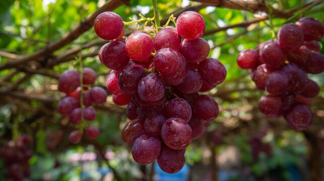 Close-up of ripe grapes on vine in sunlit vineyard. Artificial intelligence image