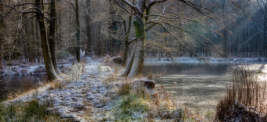 Zwei Schneeleoparden sind in der N&auml;he eines zugefrorenen Teichs im winterlichen Klosterwald Loccum