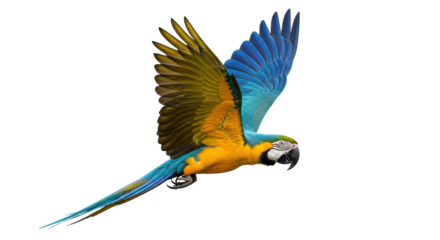 Isolated Blue and Gold Macaw Flying Upward, Spectacular Parrot with Vibrant Feathers