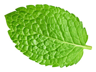 Green mint pepper leaf isolated transparent. Fresh mint leaf. Pepper mint PNG. No AI © URSA Star