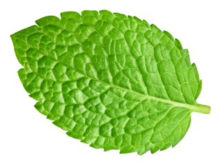 Green mint pepper leaf isolated transparent. Fresh mint leaf. Pepper mint PNG. No AI