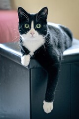 Funny tuxedo cat posing on a stool. Vertical image with soft focus.