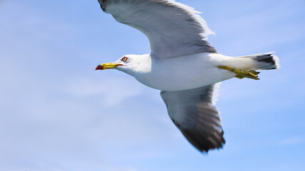 seagull,