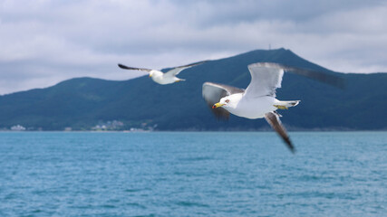 seagull,