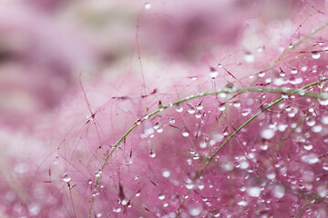 Dewdrops decorating the pink muhly.