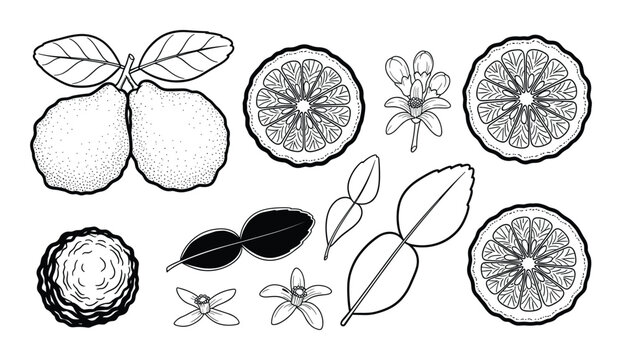 Set of bergamot citrus fruits whole half flower and leaves linear sketch style