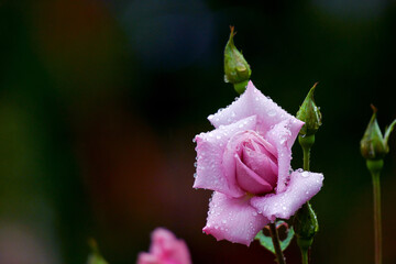 Raindrop-covered roses