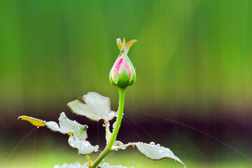 Raindrop-covered roses