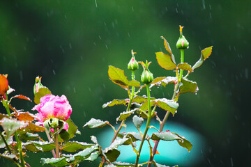 Raindrop-covered roses