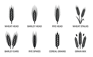 Set of cereal grain icons including wheat head barley head rye head wheat stalks barley ears rye spikes cereal grains and grain mix