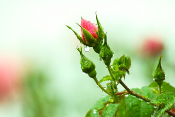 Raindrop-covered roses