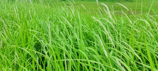 Lush Green Grass Field with White Seed Heads. Nature Background Outdoor Photography