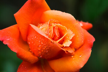 Raindrop-covered roses
