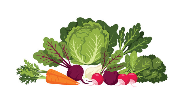 Freshly harvested vegetables for healthy eating promotion or farm market ad campaign with cabbage, carrots, radishes, garlic, beets