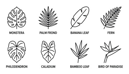 Set of eight hand drawn tropical leaf monstera palm frond banana leaf fern philodendron caladium bamboo leaf bird of paradise isolated