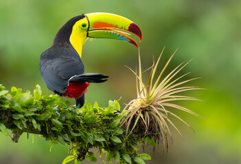 Fischertukan oder Regenbogentukan (Ramphastos sulfuratus) im Regenwald von Costa Rica