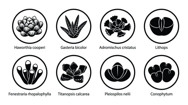 Succulent plants species black and white icon set with lithops, haworthia, gasteria, adromischus, fenestraria, titanopsis, pleiospilos, conophytum
