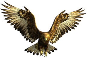 Obraz premium 空を飛ぶイヌワシ