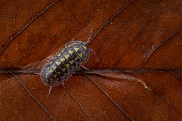 Armadillidium Gestroi Isopod closeup on dry leaves, Armadillidium Gestroi Isopod closeup on isolated background