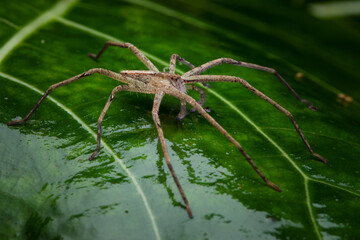 Nursery web spider 