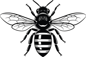 Detailed bee illustration with wings and stripes, insect graphic design, nature wildlife artwork, pollinator symbol drawing for educational concepts