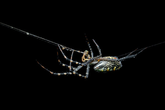 Colorful orb weaver spider floating in black space, Detailed underside of a patterned tropical spider, Typical Spider (Argiope sp.) Hanging from its web