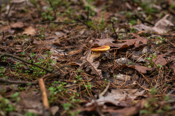Enchanting Autumn Forest with Golden Foliage