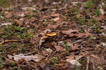 Enchanting Autumn Forest with Golden Foliage