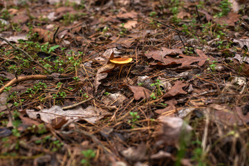 Enchanting Autumn Forest with Golden Foliage