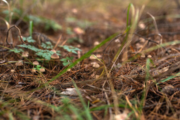 Enchanting Autumn Forest with Golden Foliage