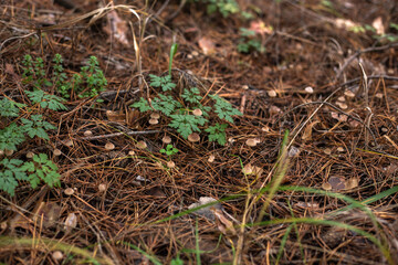 Enchanting Autumn Forest with Golden Foliage