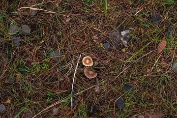 Enchanting Autumn Forest with Golden Foliage