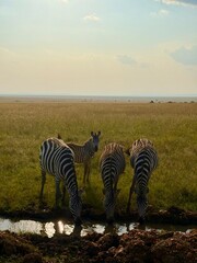 Naklejka premium Massai Mara Kenya