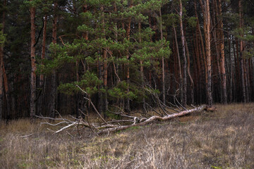 Enchanting Autumn Forest with Golden Foliage