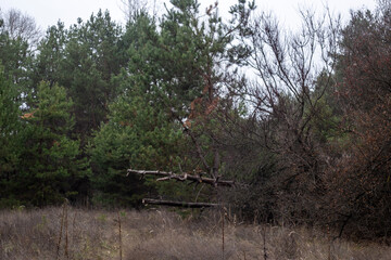 Enchanting Autumn Forest with Golden Foliage
