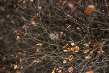 Enchanting Autumn Forest with Golden Foliage