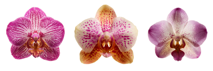 Elegant orchid blossoms with transparent background nature floral arrangement bright light