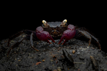 Vampire Crab (Geosesarma sp.) with glowing eyes against dark background, Frontal view of geosesarma vampire crab with purple claws, Exotic purple-clawed Vampire crab on wet rock