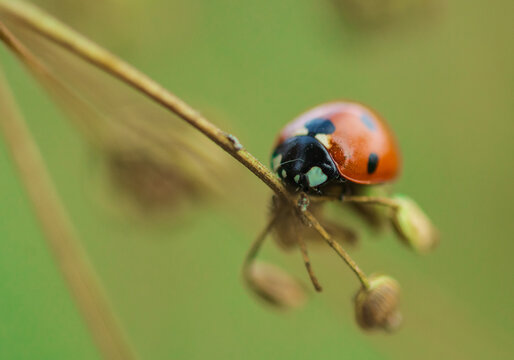 Macro shot of a red ladybug with black spots climbing on a dry plant stem against a smooth green background. - Powered by Adobe