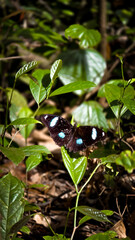 butterfly on a leaf