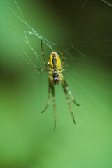 Yellow-brown spider hanging on fine web threads against bright green blurred background, macro wildlife close-up.
